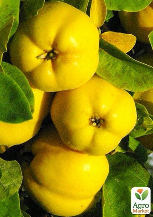 АЙВА (кг)